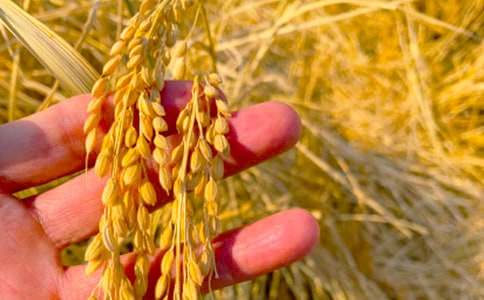 ���r(n��ng)���յĺ�(ji��n)��(b��o)(��)