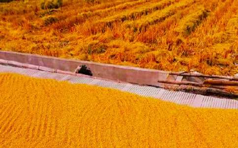 ���r(n��ng)���պ�(ji��n)��(b��o)���ģ�ͨ��5ƪ��