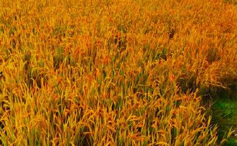 ���r(n��ng)���յĺ�(ji��n)��(b��o)