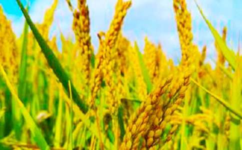 �������r(n��ng)��(ji��n)��(b��o)����(15ƪ)