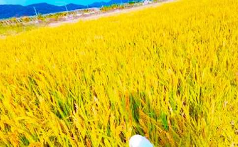 �������r(n��ng)����(����15ƪ)