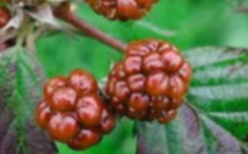 ɣ���ƵĹ�Ч�c���ü���������