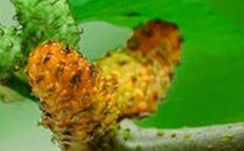 ɣ��������