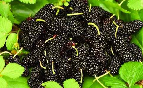 �茑ɣ�صľ��ӡ����¡�