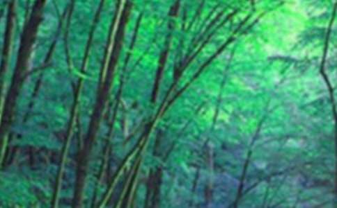 ɭ�ַ����M(j��n)չ��r�R��(b��o)��ͨ��8ƪ��