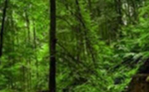 [��]ɭ�ַ��𶽲���r���