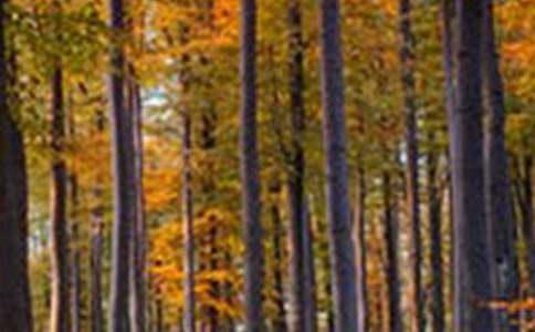 ɭ�ַ����ĵ��w��