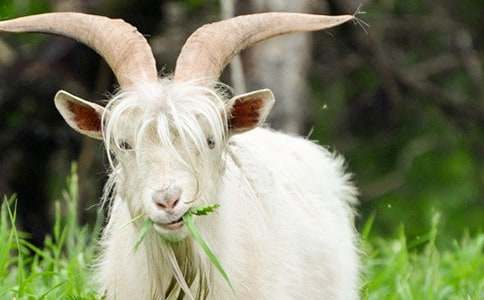 ��ɽ�򲻳����òݡ��x��� (15ƪ)