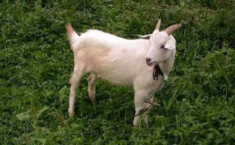 �ɑz��Сɽ������