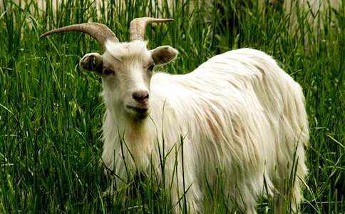 ��ɽ�򲻳����òݡ��x��м��ϡ�3ƪ��