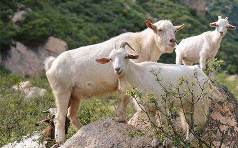 ɽ�򲻳����ò��x���(15ƪ)