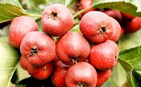 ɽ髵ļҳ�����