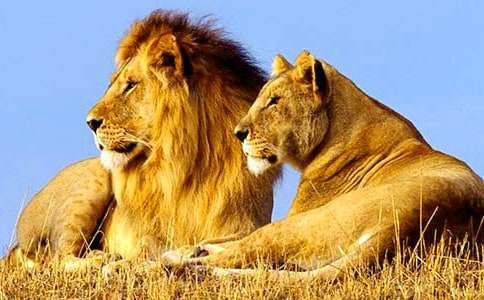 �{���ֵČ�(d��o)���~