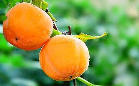 ��ѩ���ӡ��x���(8ƪ)