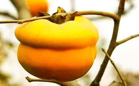 ժ�������ľ��x15ƪ