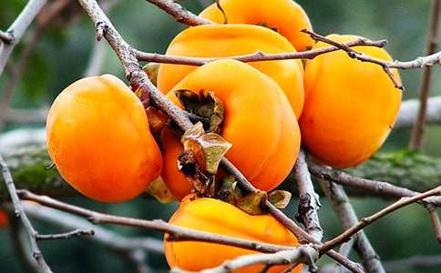 ����܎��ѩ���ӡ��x���