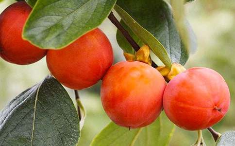 ѩ�����x���