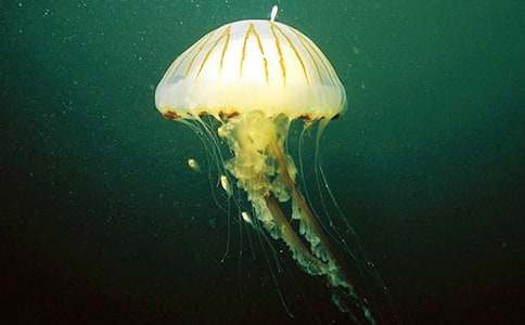 ˮĸ�^����