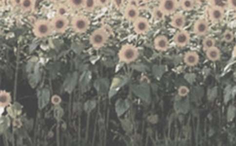 ̫ꖻ�������8ƪ