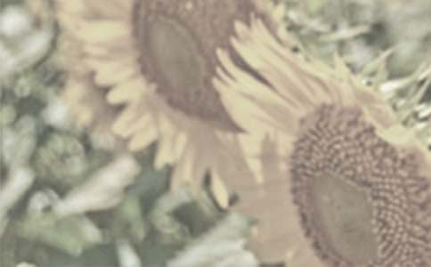 ̫ꖻ�����(���\15ƪ)