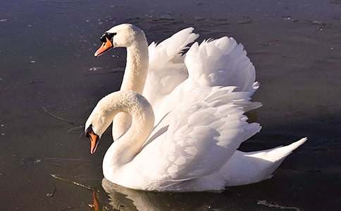 �����Z�Ĺ��¡��̌W(xu��)�O(sh��)Ӌ(j��)5ƪ