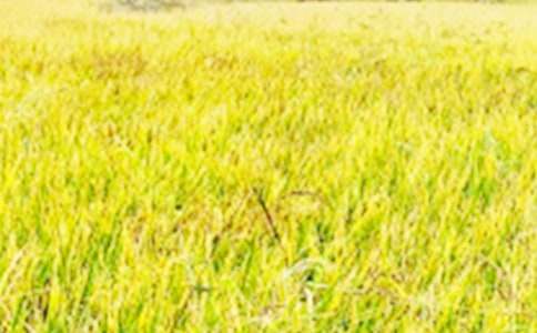 ��Ұ������