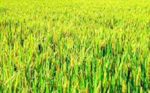 ��Ұ��������