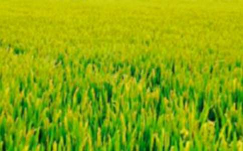 �����D����ӛ��Ұ���˻��������x���