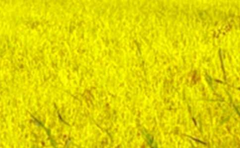 ��Ұ���ļ�����