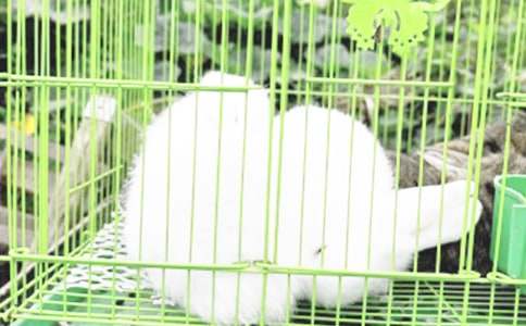 �P(gu��n)�������������ľ�ƪ