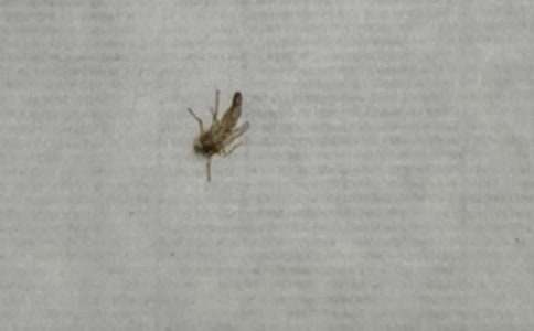 ׌���Ӳ�ҧ�҂�����