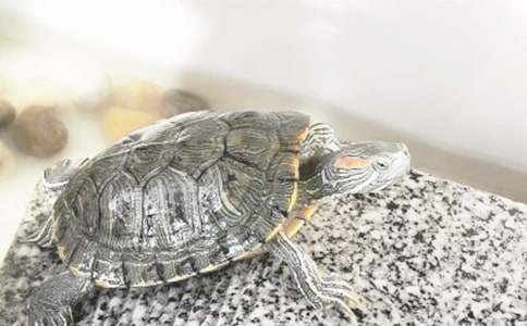 �P(gu��n)���ҵČ���������ąR��7ƪ