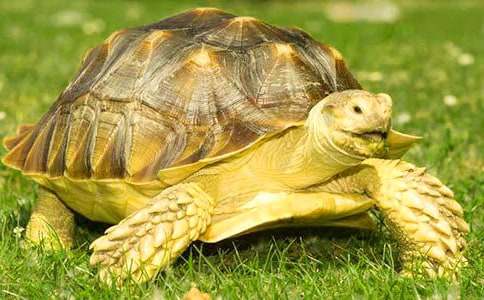 �P(gu��n)�ڞ���?sh��)����?15ƪ)