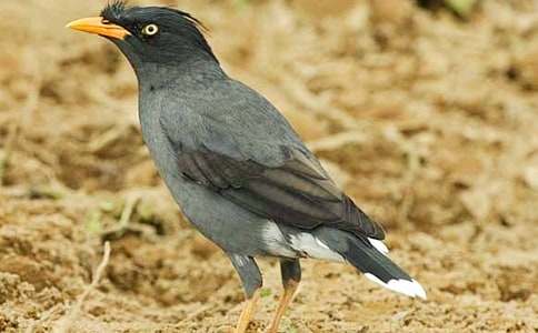 С���f�ۋ����u(p��ng)�n��