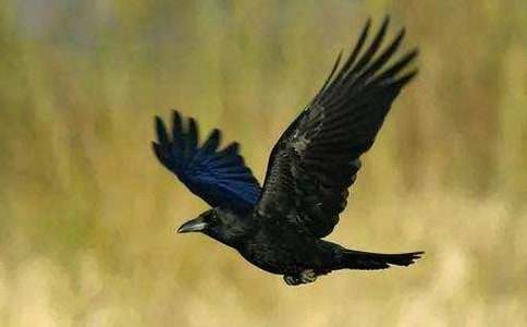 ���f��ˮ�u(p��ng)�n��