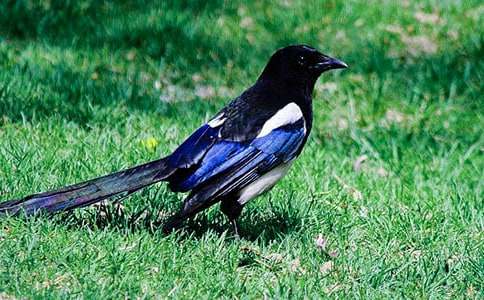 ���ϲ�o�̌W�O(sh��)Ӌ