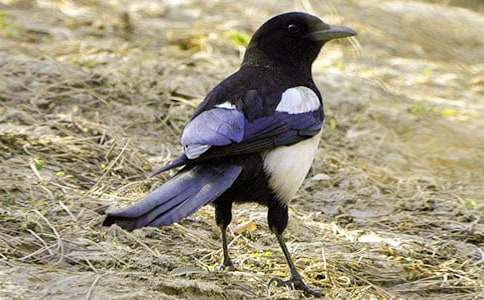 �����ϲ�o���̌W�OӋ15ƪ