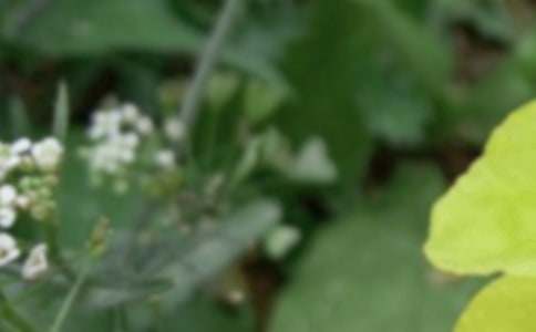 ������ʲô