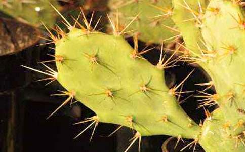 ���������Ľ�(j��ng)��15ƪ