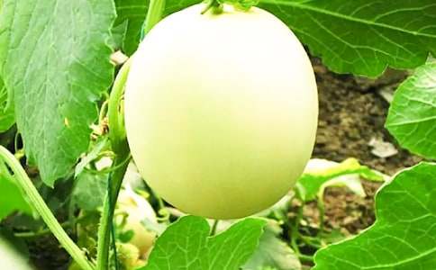 ��Ƥ����ɵ���������