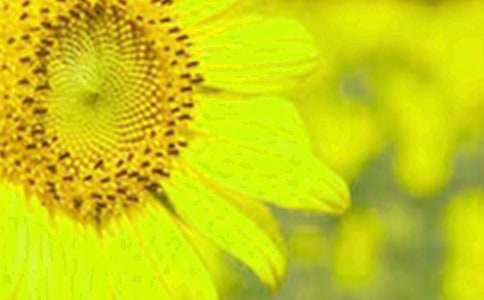 ���տ���������