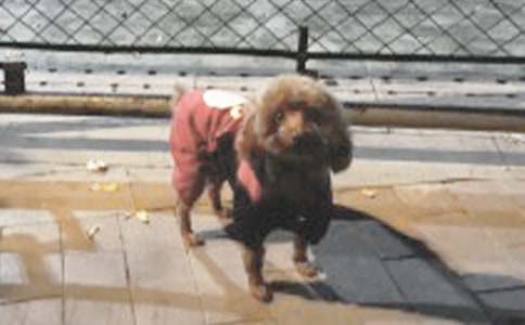 [���A]С���Ĺ�������