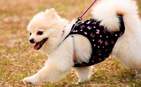 �ɐ۵�С��С�W����