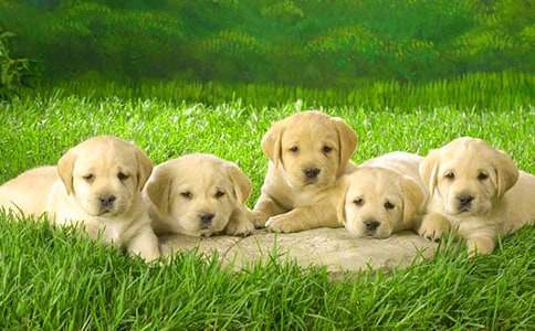 ��С���X�X���x���15ƪ����(j��ng)�䣩