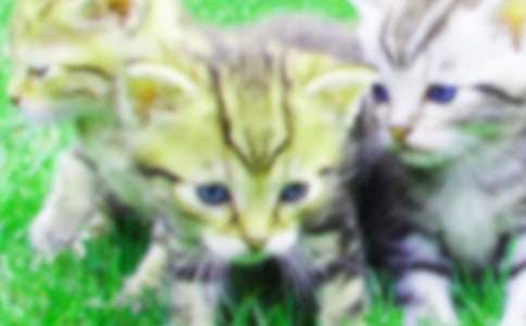 ��Ȥ��С؈����