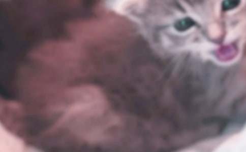 ���żҵ�С؈����