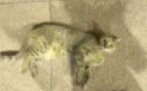 С؈ؐؐ����