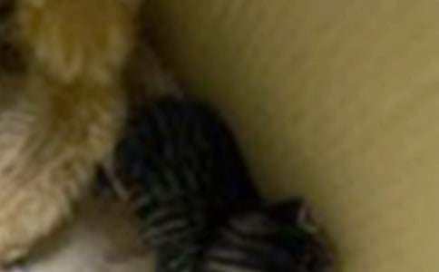 ���]���Ҽҵ�С؈����