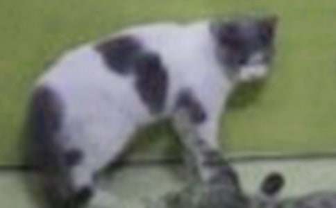 ��ϲ�۵�С؈����