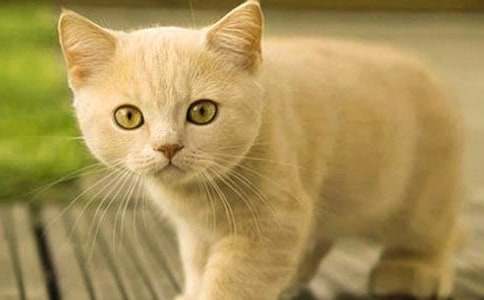 �茑�Ҽҵ�С؈����